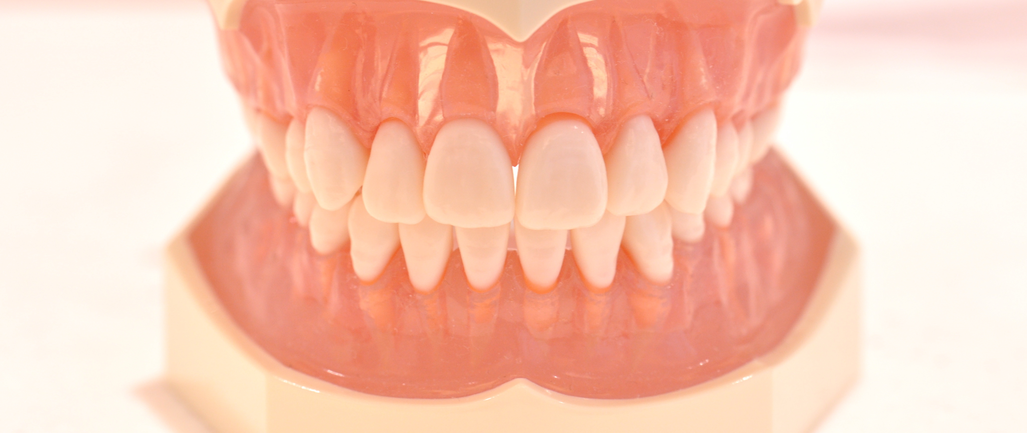 歯ならびの模型